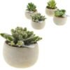 Dirbtinis augalas vazonėlyje SUKKULENTE, 1 vnt. – SvarosPrekes.lt