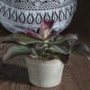 Dirbtinis augalas vazone PARLANE, 18 cm – SvarosPrekes.lt